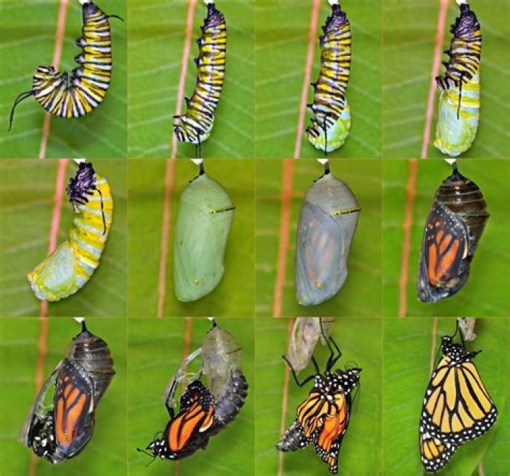 Butterflies Hatching