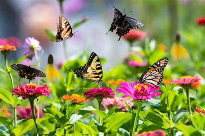 Growing Butterflies -- An Easter Tradition
