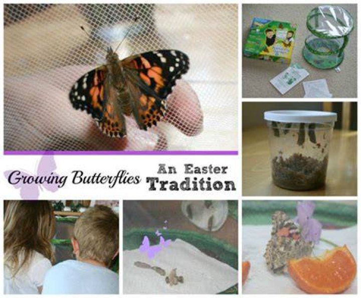 Growing Butterflies -- An Easter Tradition Growing Butterflies -- An Easter Tradition