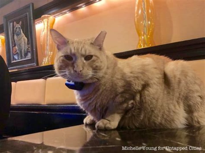 Hamlet cat Algonquin hotel