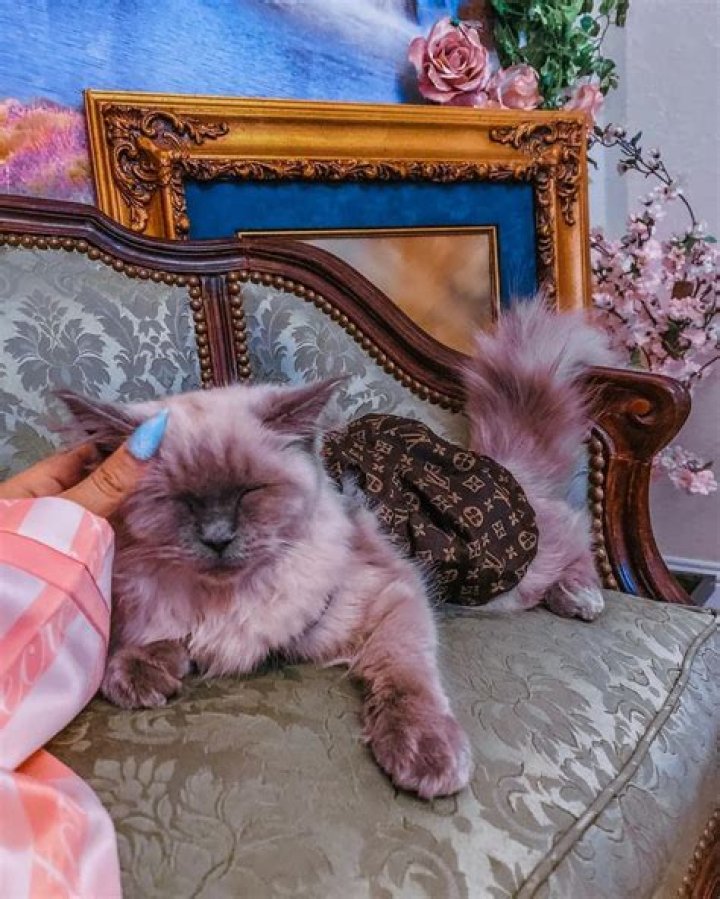 InquisitorMaster Pets