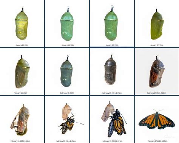 Insect Lore Butterfly Cocoons