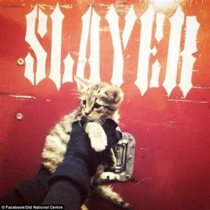 Kerry King Pets
