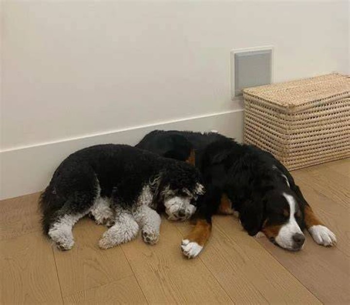 Larray (Larri Merritt) Pets