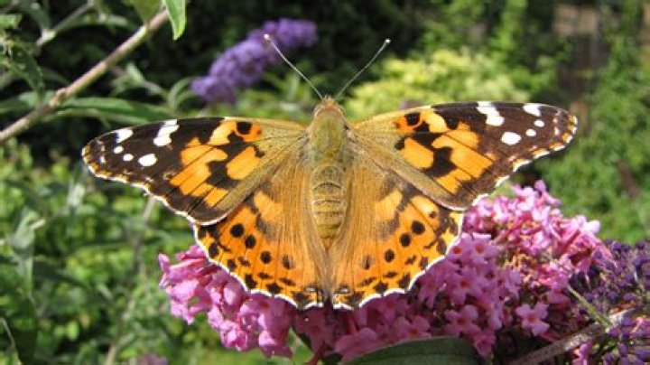 Painted Butterfly